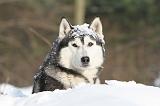 SIBERIAN HUSKY 192